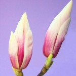 magnolienknospe